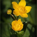 Sumpfdotterblume (Caltha palustris).