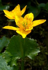 Sumpfdotterblume (Caltha palustris) am Gartenteich in Düsseldorf vom 20.4.2012