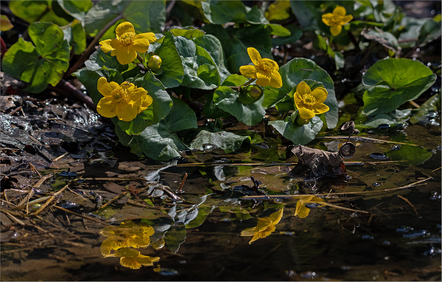 Sumpfdotterblume  -  Caltha palustris