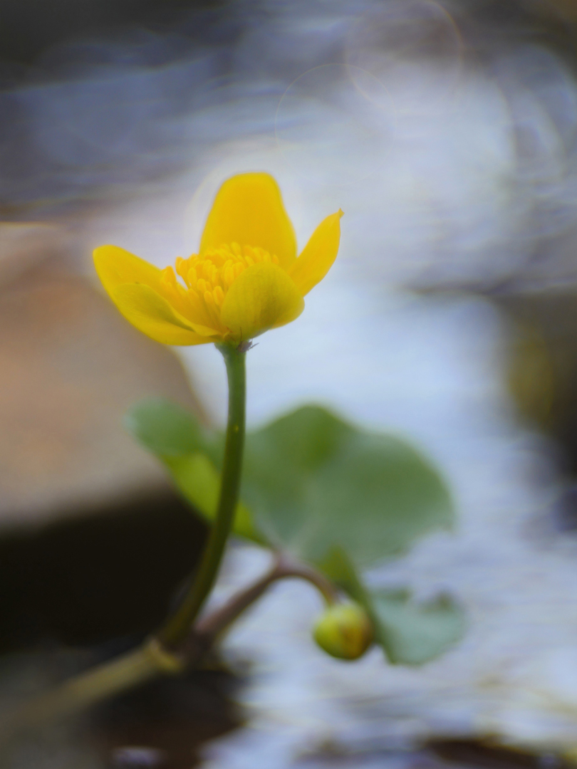 Sumpfdotterblume (Caltha palustris)