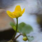 Sumpfdotterblume (Caltha palustris)