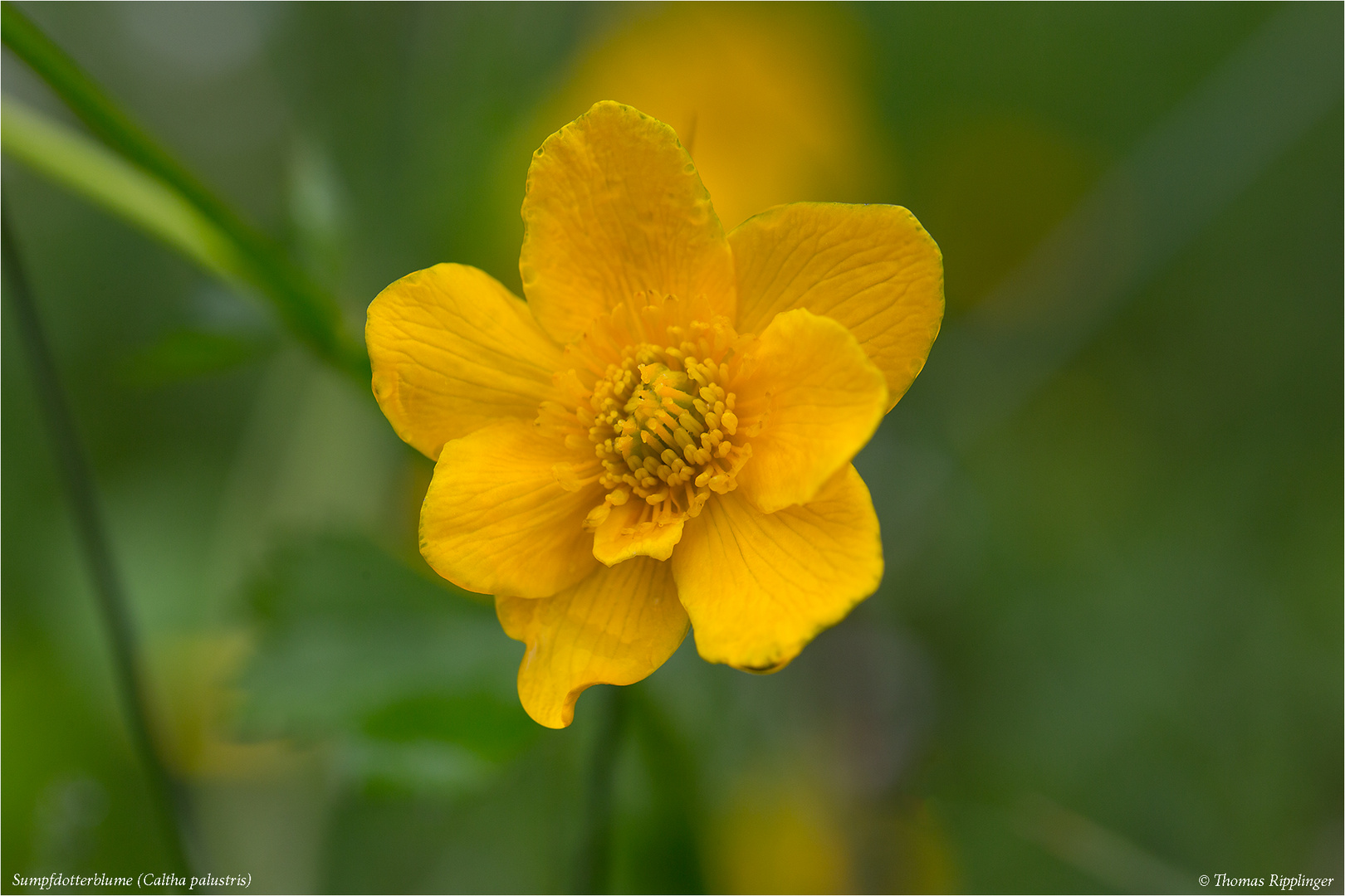 Sumpfdotterblume (Caltha palustris)..