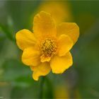 Sumpfdotterblume (Caltha palustris)..