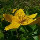 Sumpfdotterblume - Caltha palustris