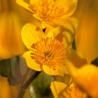 Sumpfdotterblume (Caltha palustris)