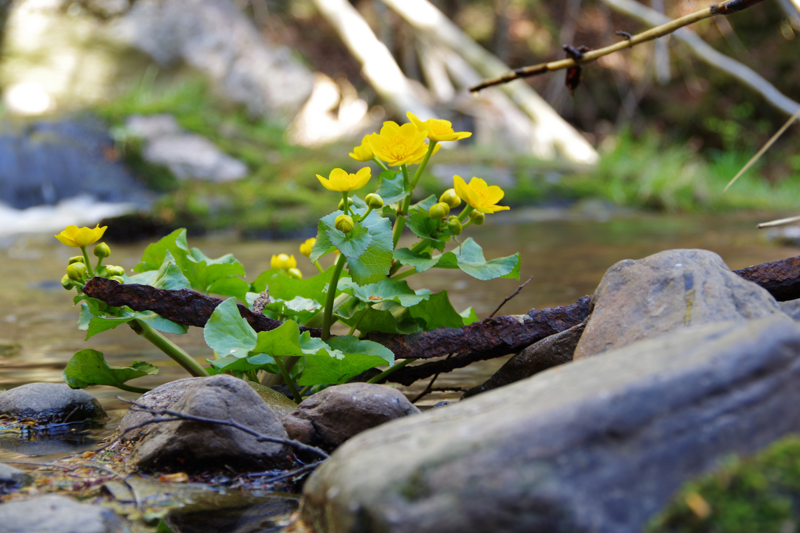 Sumpfdotterblume (Caltha palustris)