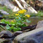 Sumpfdotterblume (Caltha palustris)