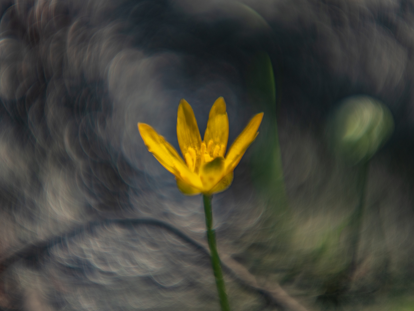 Sumpfdotterblume (Caltha palustris)