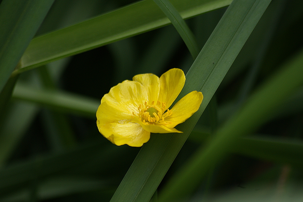 " Sumpfdotterblume "