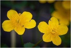 Sumpfdotterblume