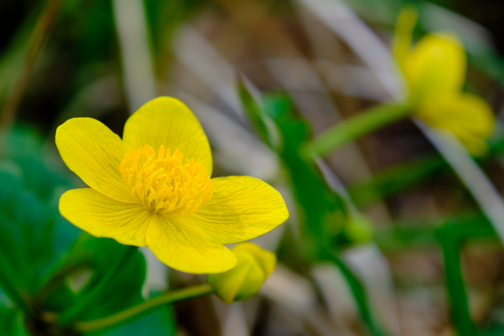 Sumpfdotterblume im Briesetal