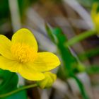 Sumpfdotterblume im Briesetal