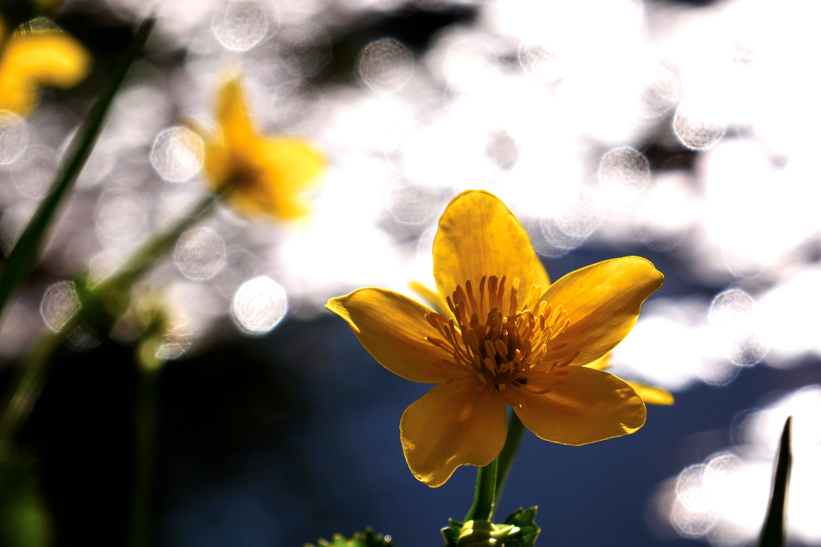 Sumpfdotterblume im Gegenlicht und mit Seifenblasenbokeh