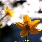 Sumpfdotterblume im Gegenlicht und mit Seifenblasenbokeh