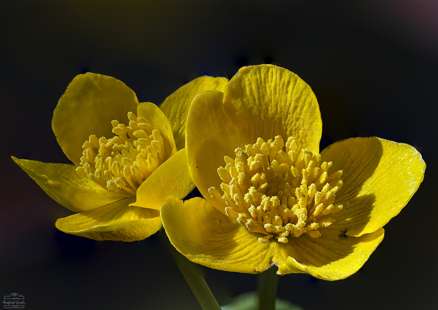 Sumpfdotterblume in der Abendsonne