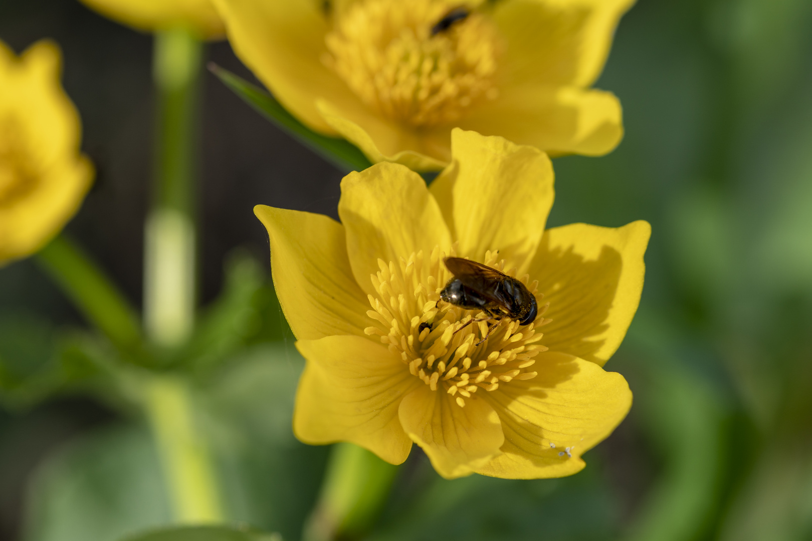 Sumpfdotterblume, Insekt?