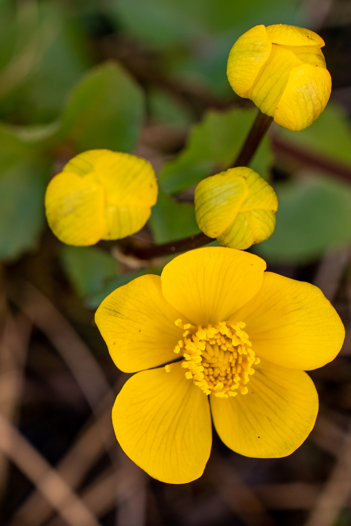 Sumpfdotterblume, ... jetzt bin ich Mittwochsblümchen!