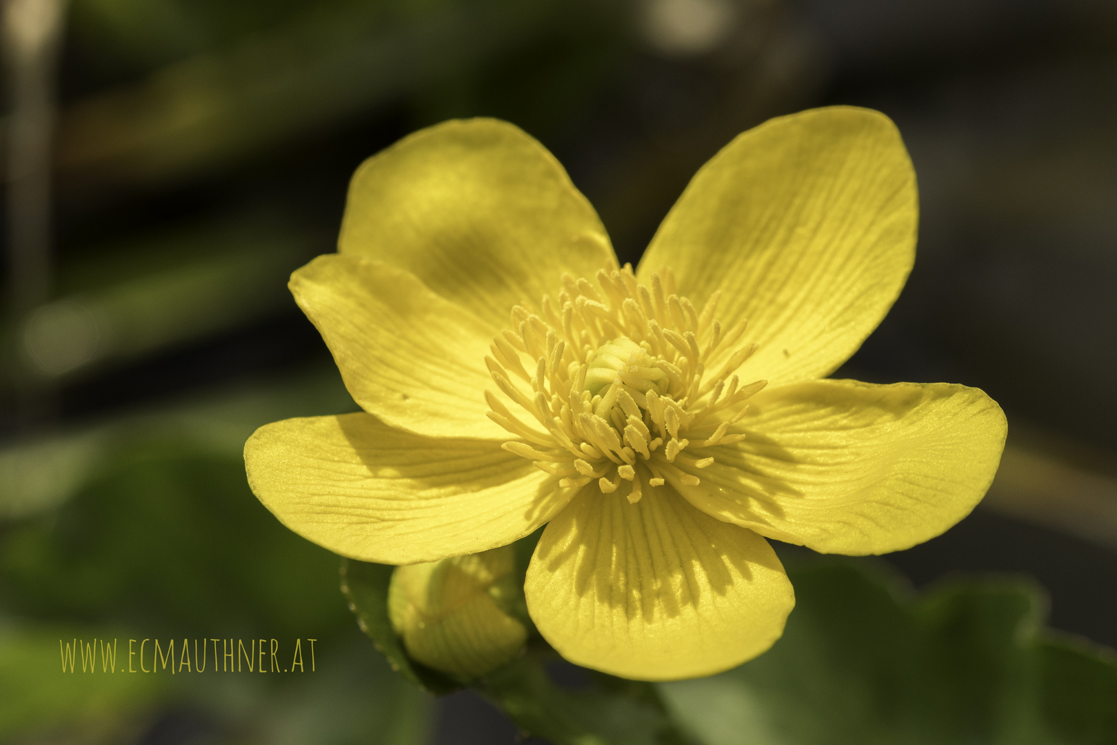 Sumpfdotterblume - Marsh marigold