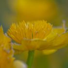 Sumpfdotterblume / Marsh marigold