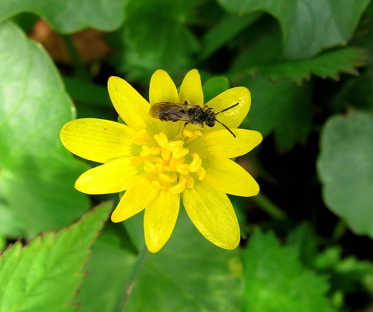 Sumpfdotterblume mit Besucher