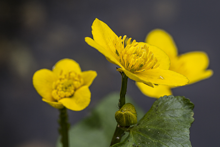 Sumpfdotterblume mit Bewohner