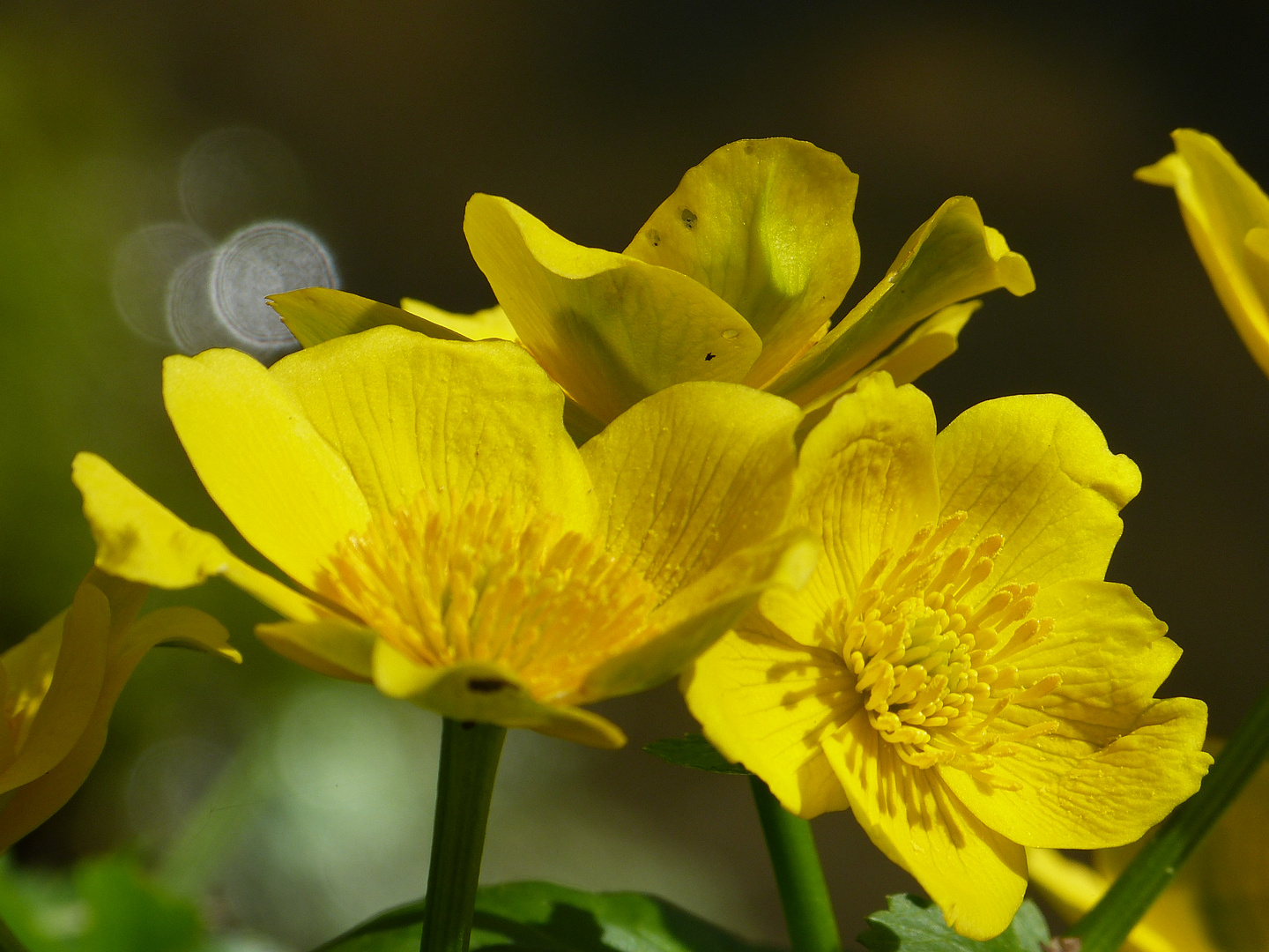 Sumpfdotterblume mit Bokeh