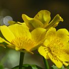 Sumpfdotterblume mit Bokeh