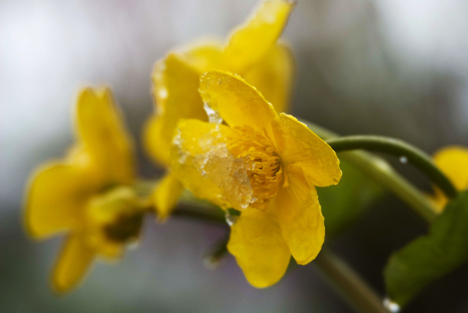 Sumpfdotterblume mit Eis