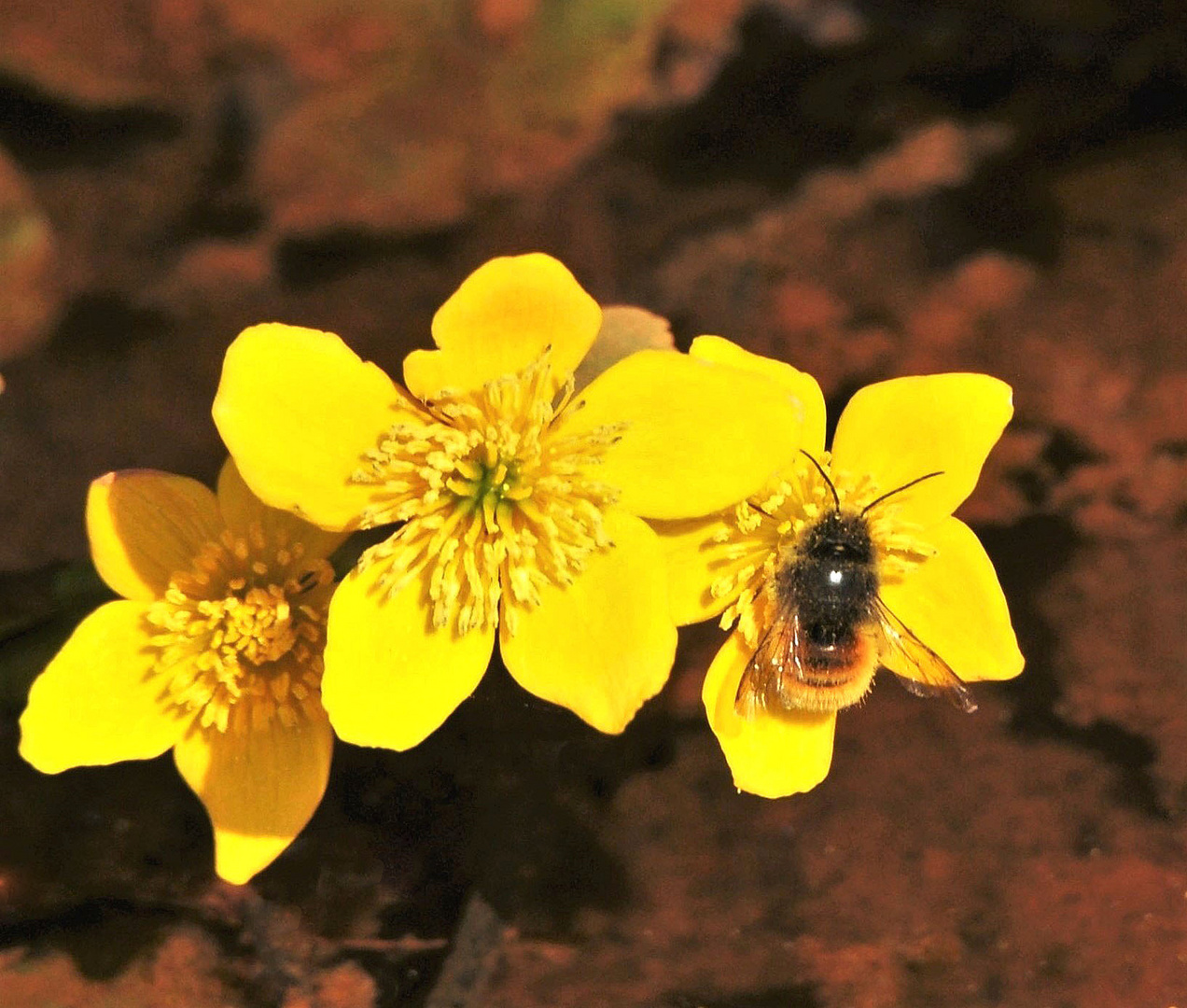 Sumpfdotterblume mit Mauerbiene.