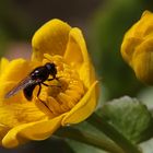 Sumpfdotterblume mit Schwebfliege, Dettingen a.d.Erms, Biosphärengebiet