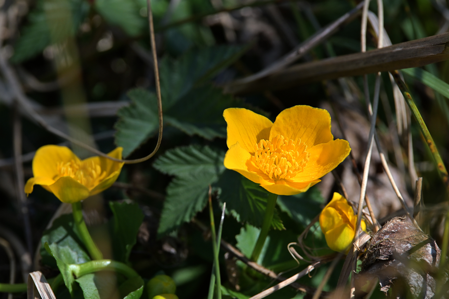 Sumpfdotterblume - populade des marais