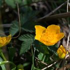 Sumpfdotterblume - populade des marais