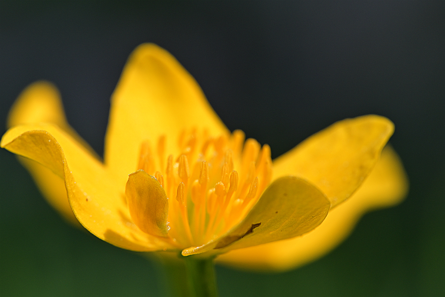 Sumpfdotterblume - Populage des marais