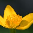 Sumpfdotterblume - Populage des marais