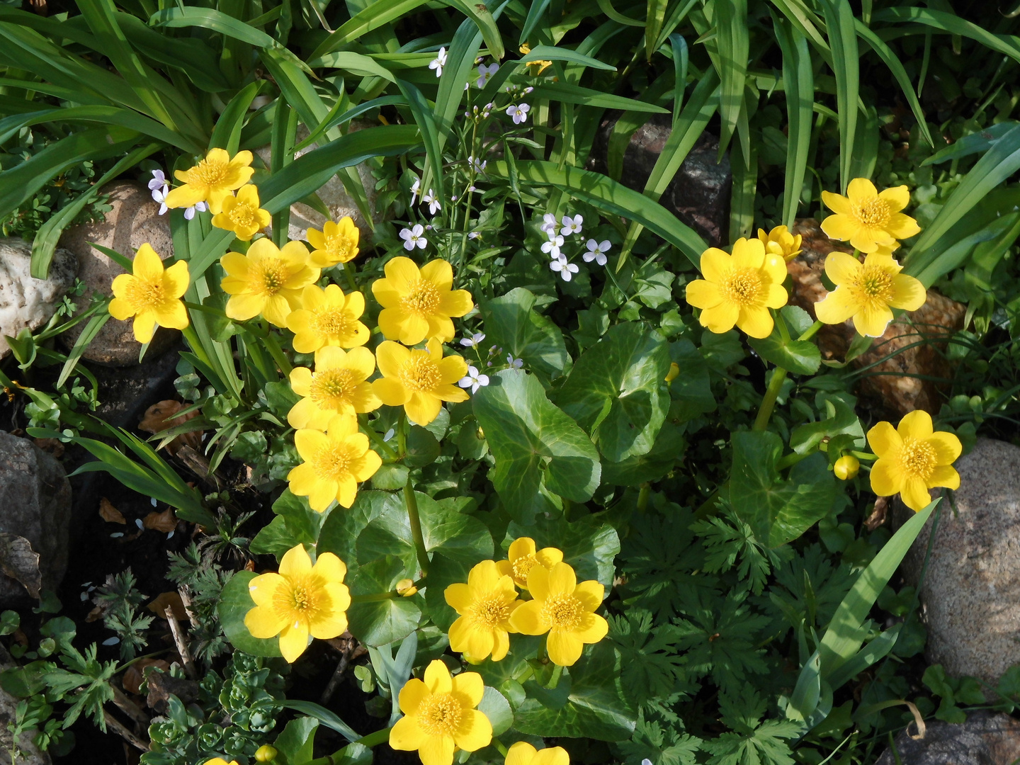 Sumpfdotterblume und Wiesenschaumkraut