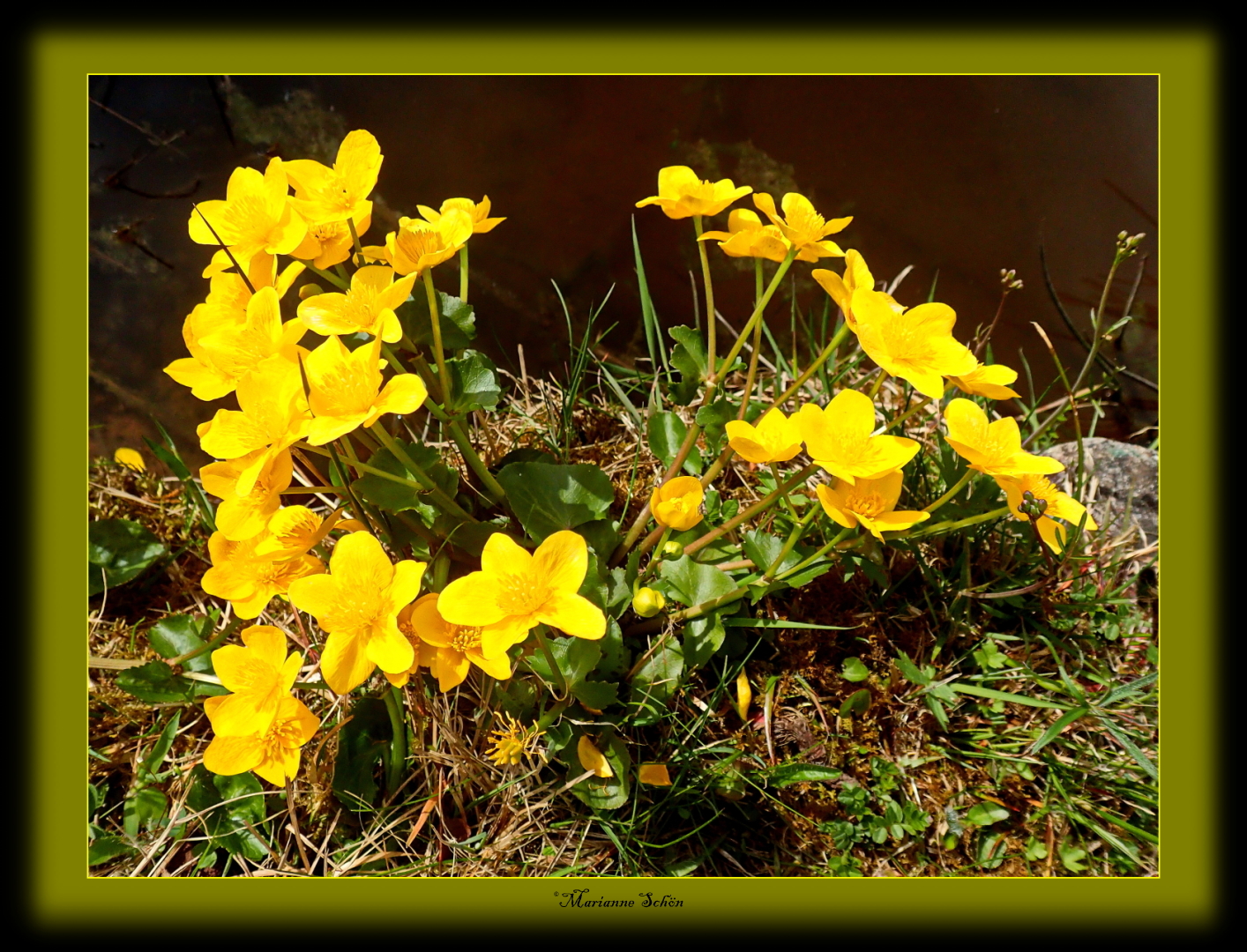 ...Sumpfdotterblume...Caltha palustris...