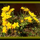 ...Sumpfdotterblume...Caltha palustris...