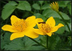 ...Sumpfdotterblume...Caltha palustris...