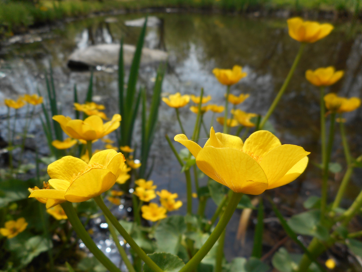 Sumpfdotterblumen