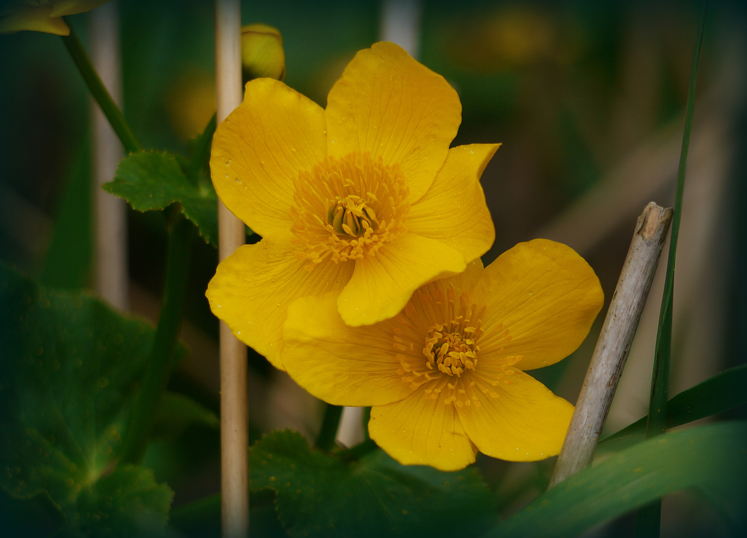 Sumpfdotterblumen