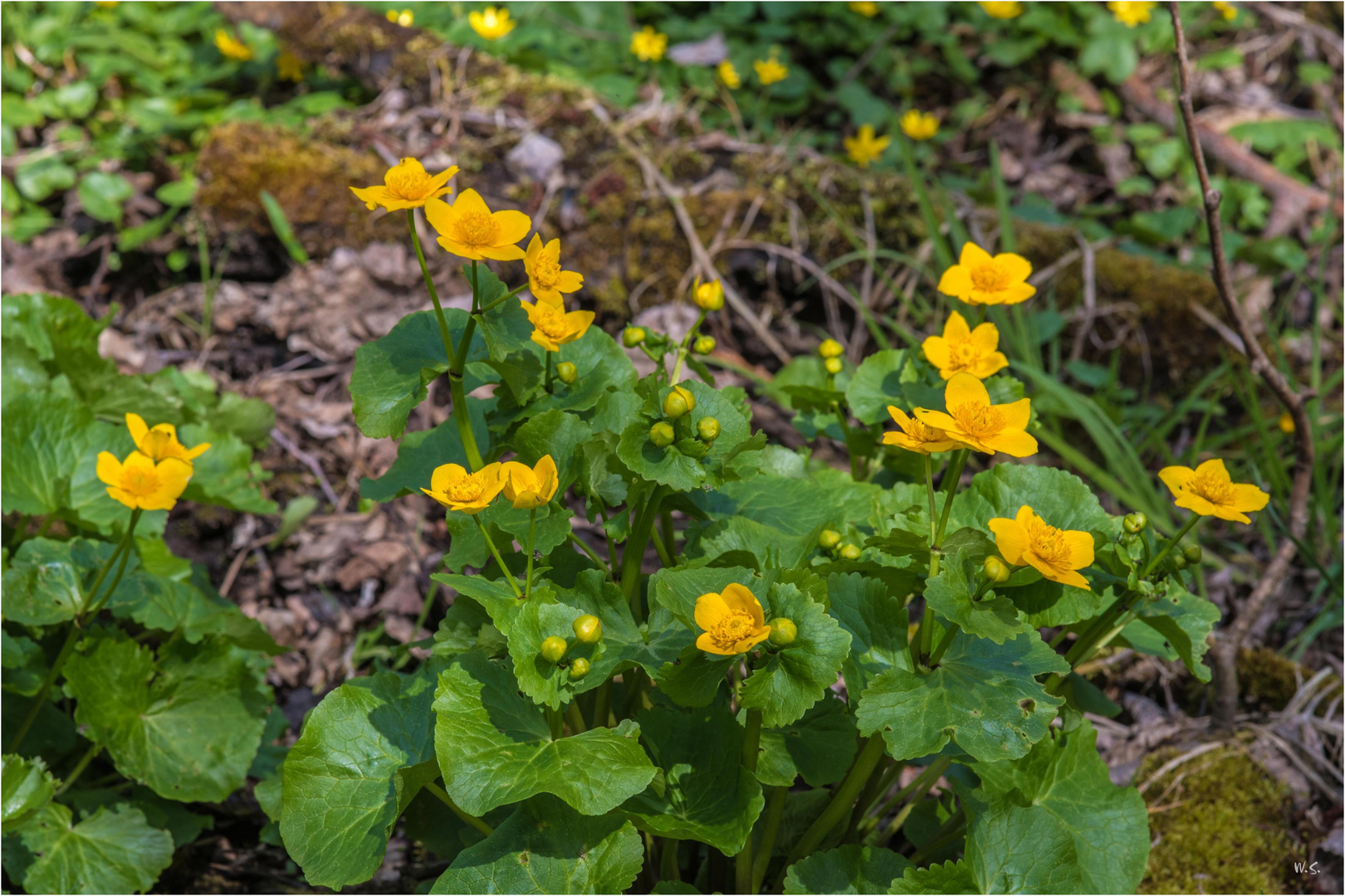 Sumpfdotterblumen