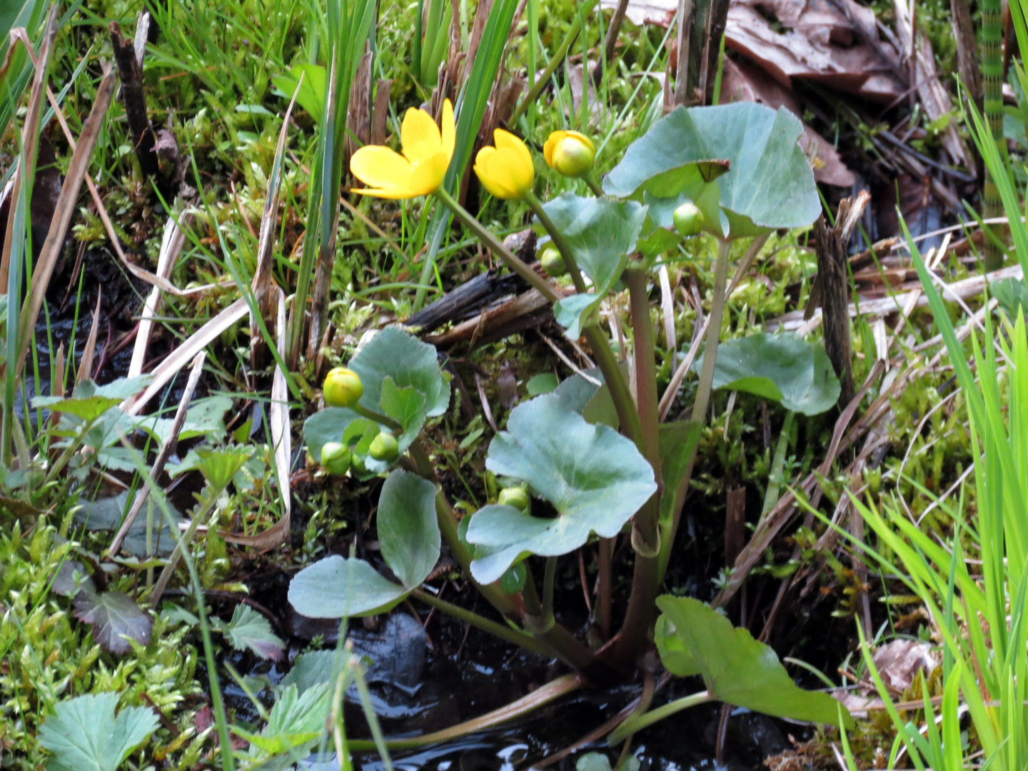 Sumpfdotterblumen