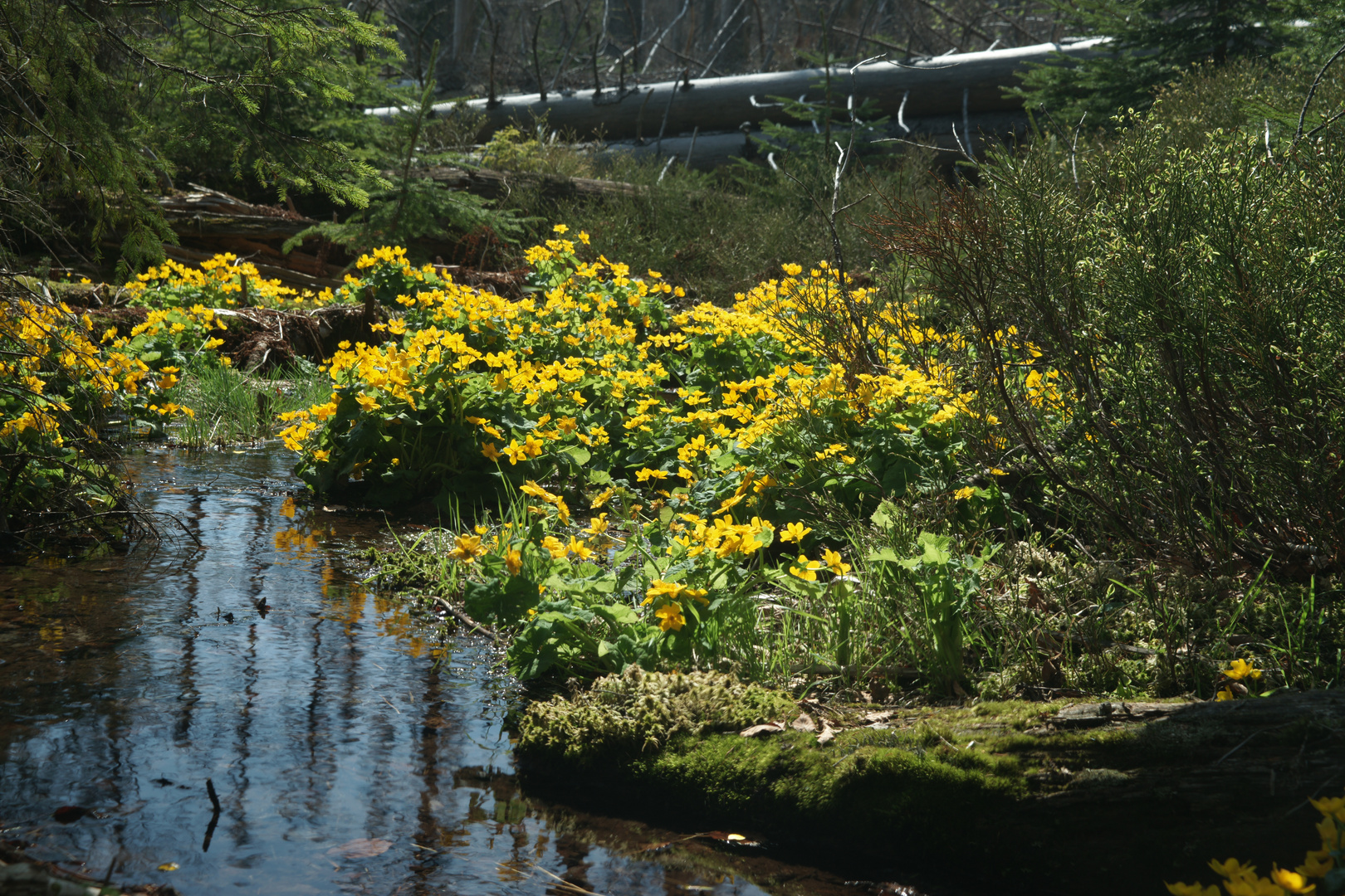 Sumpfdotterblumen