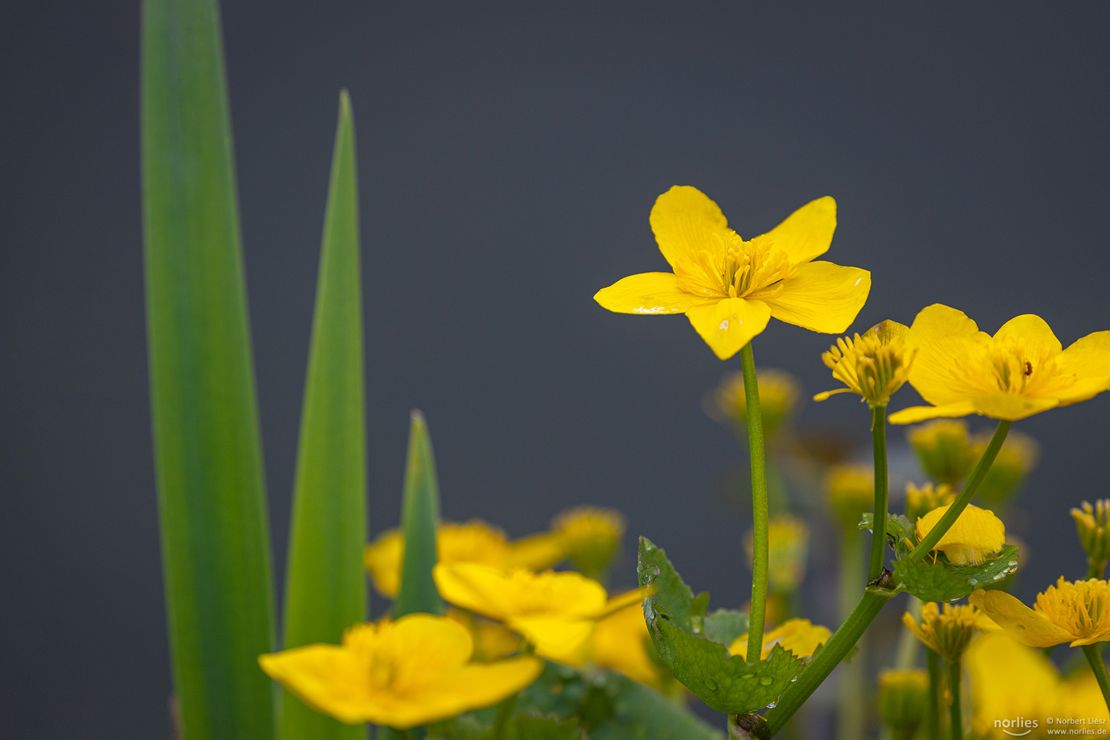 Sumpfdotterblumen