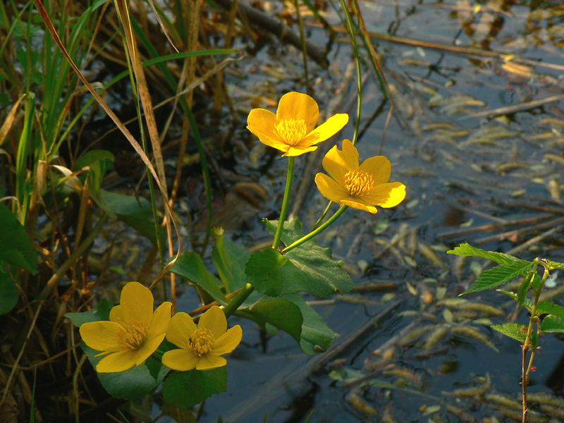 Sumpfdotterblumen