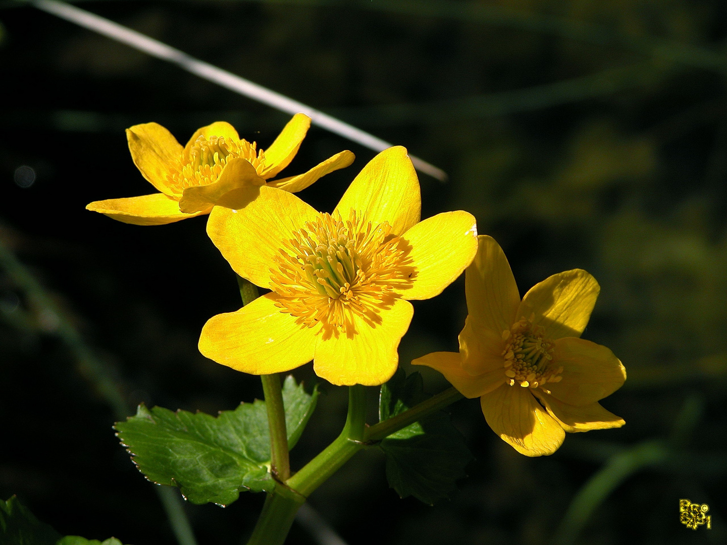 Sumpfdotterblumen