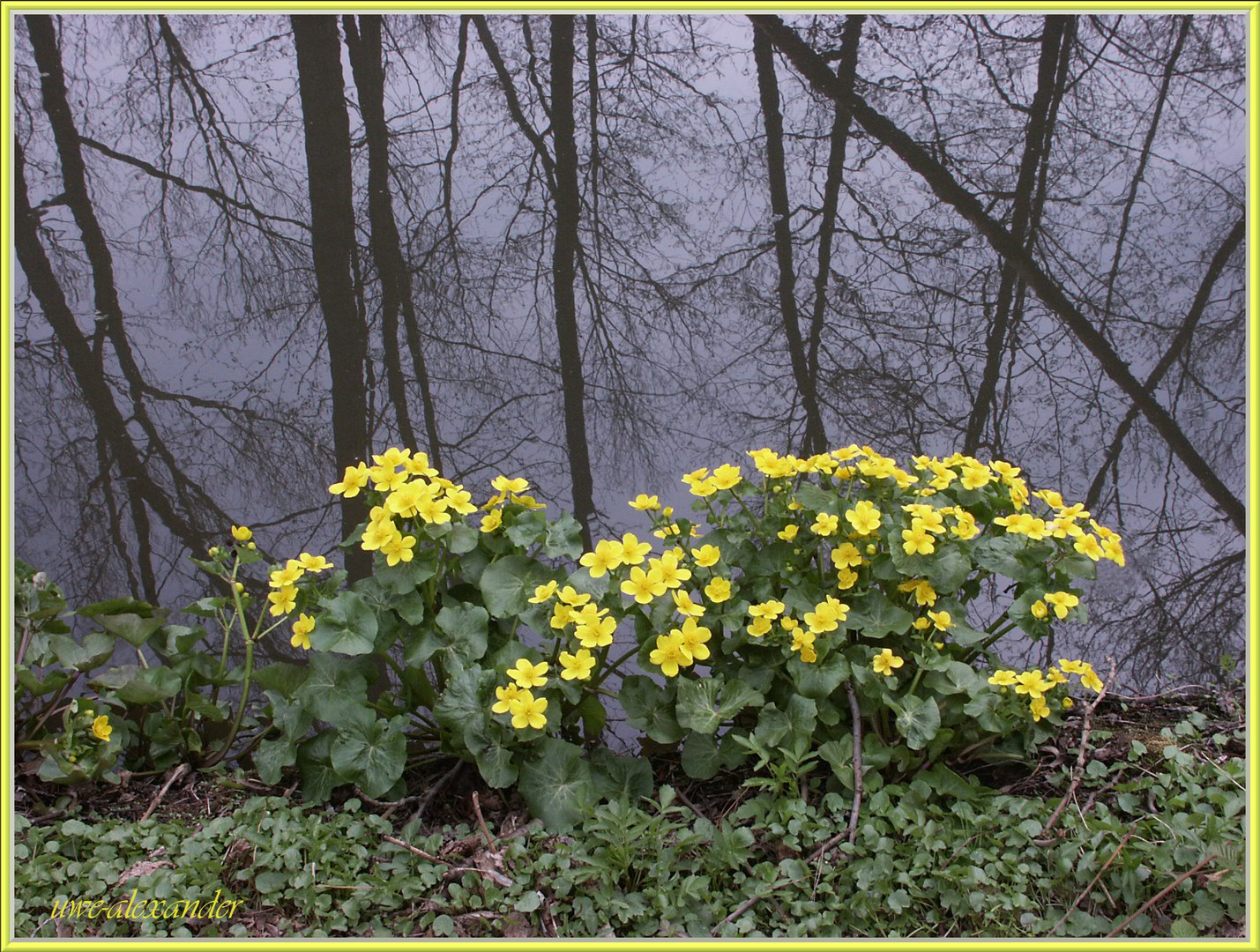 Sumpfdotterblumen