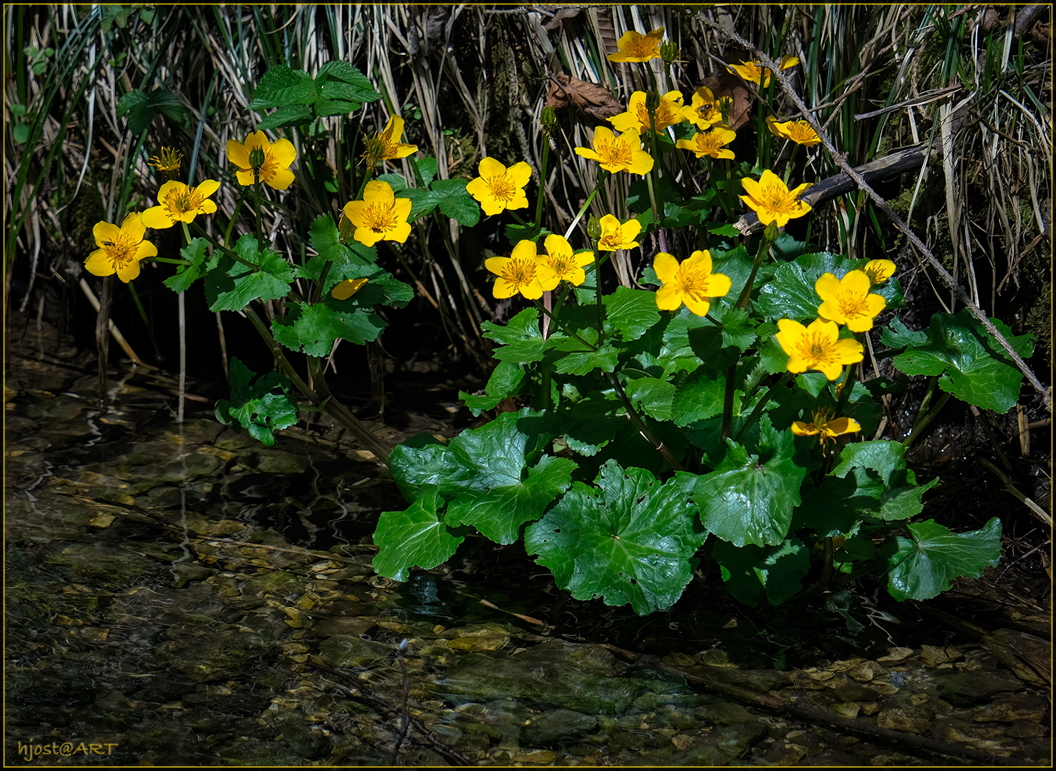 Sumpfdotterblumen ...