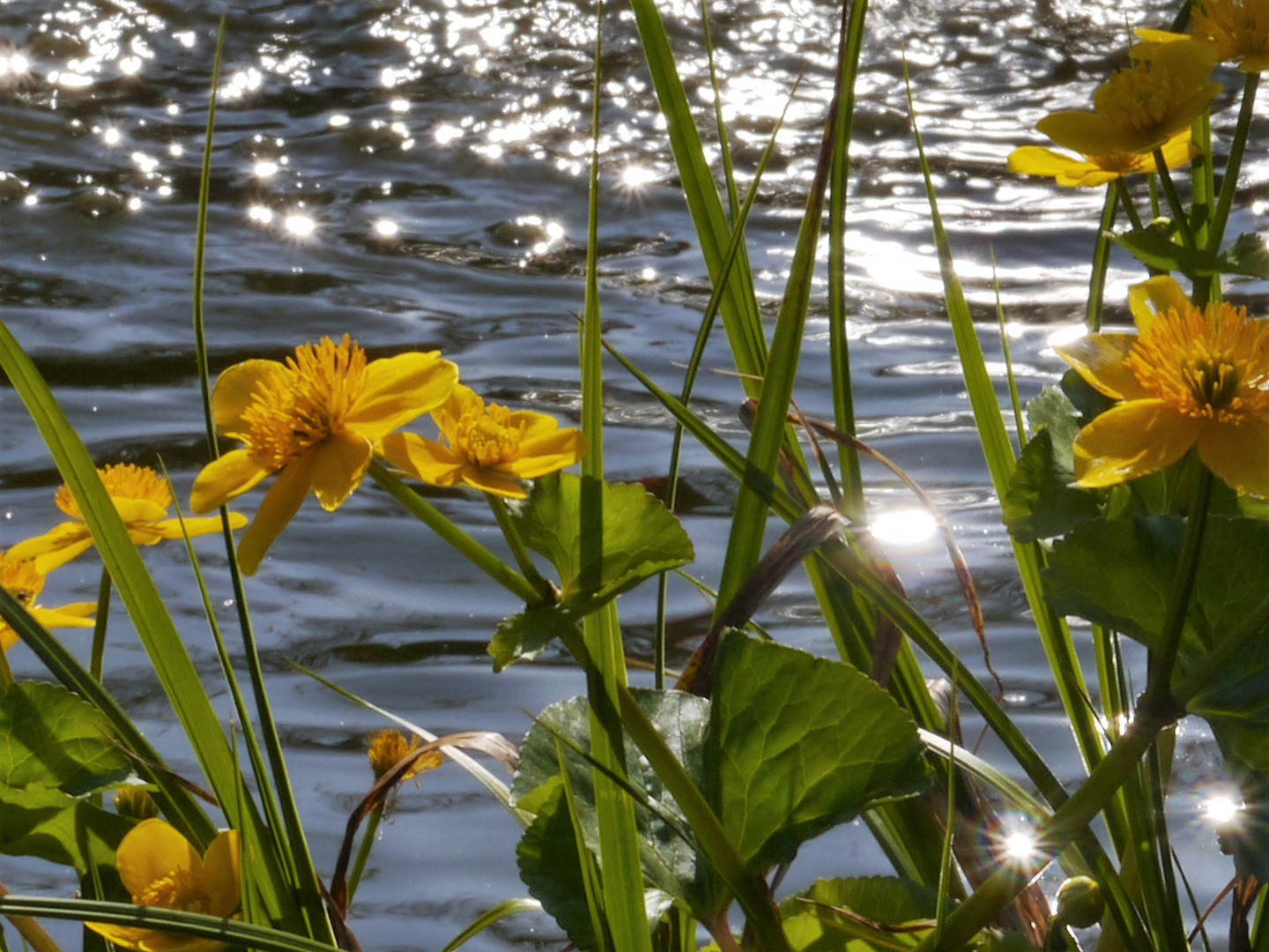 Sumpfdotterblumen