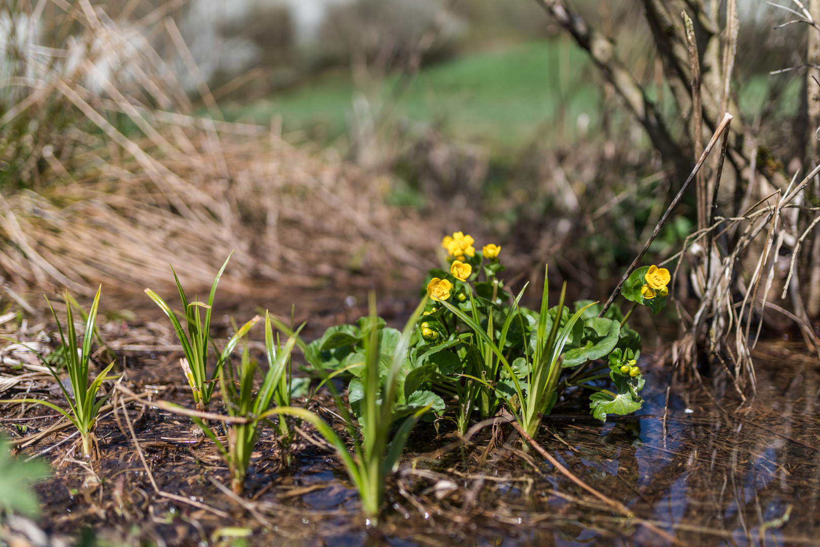 Sumpfdotterblumen